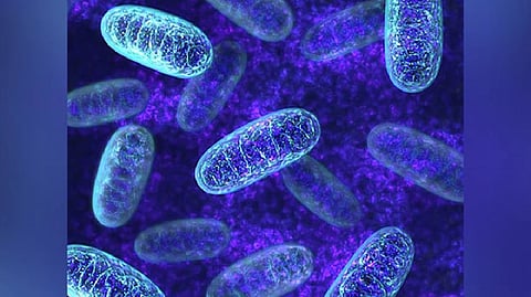 Hospitalised patients' infections may develop from their own bacteria